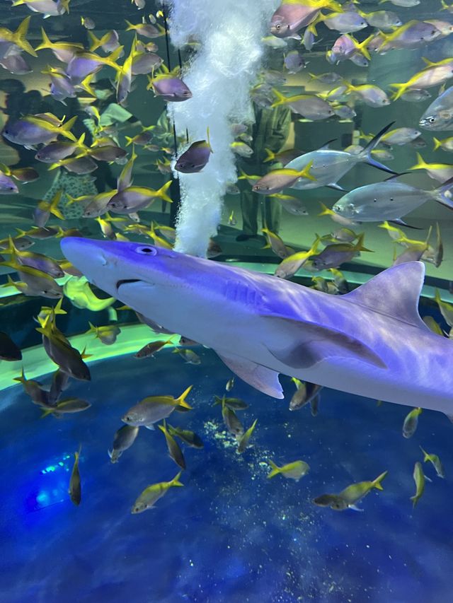 融合藝術與生物的新感覺水族館