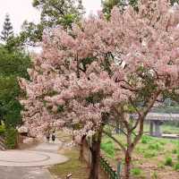 嘉義竹崎親水公園 天空走廊 行千吊橋（千禧橋）花棋木盛開美不勝收