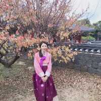 🇰🇷韓國濟州旅遊💯🥰Seongeup Folk Village 성읍민속마을👗💃🏻韓服初體驗