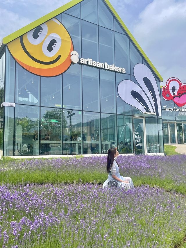 💜의왕 타임빌라스 라벤더 봄꽃💜