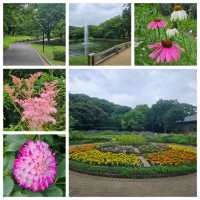 東京都心最大嘅公園：代代木公園隨意遊