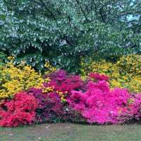 Colorful Rhodendendrum at London’s Kenwood House 
