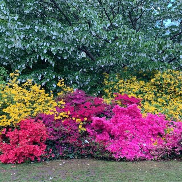 Colorful Rhodendendrum at London’s Kenwood House 