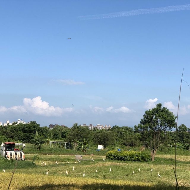 石門大圳過嶺支渠休憩步道（平鎮區）