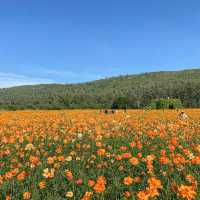 จิม ทอมป์สัน ฟาร์ม - Jim Thompson Farm