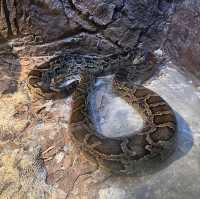 深圳野生動物園🐈‍⬛🐈‍⬛