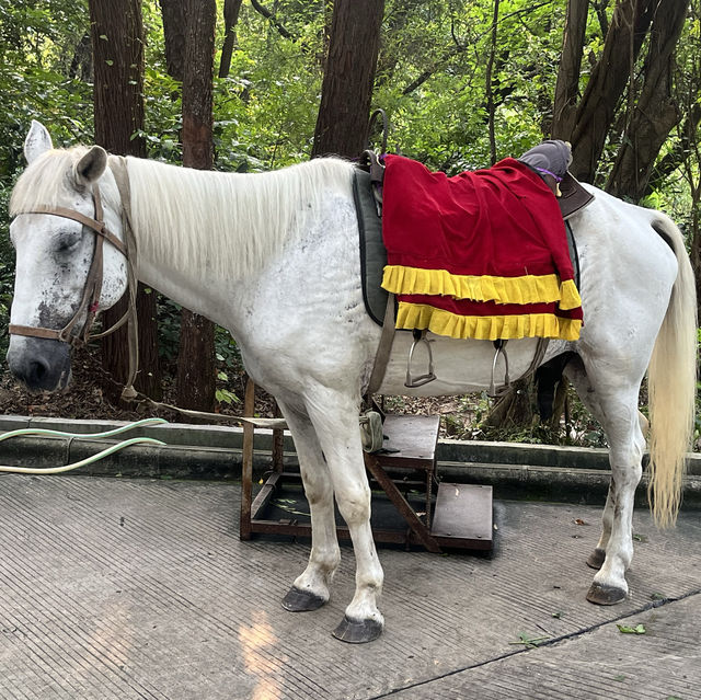 東莞🌿榴花公園🌳（榴花塔🏯）一日遊🧳