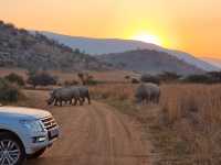 The Safari Drive At Pilanesberg National Park