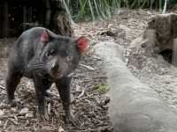 호주 동물들을 가까이서 볼 수 있는 Healesville Sanctuary