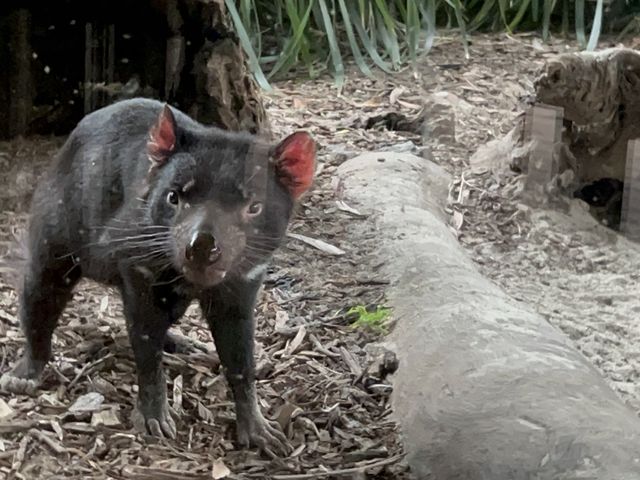 호주 동물들을 가까이서 볼 수 있는 Healesville Sanctuary