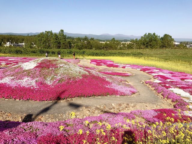 🌸少女心爆發的芝櫻之旅🌸