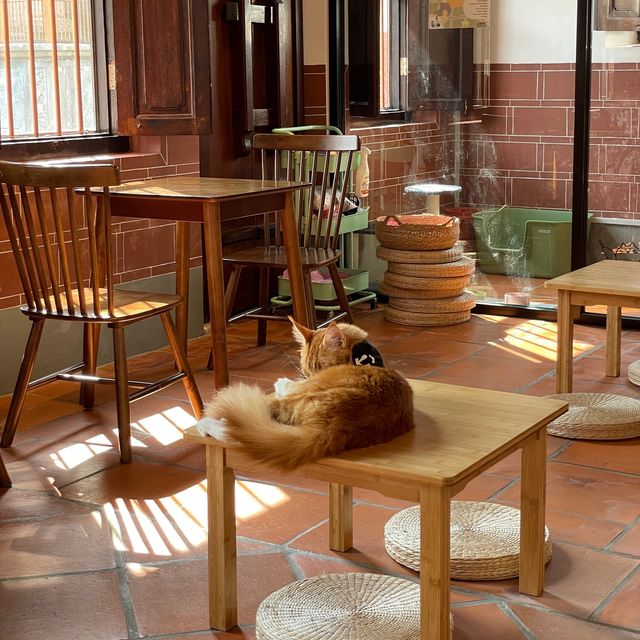 Celebrating Malaysia's Heritage with Cats