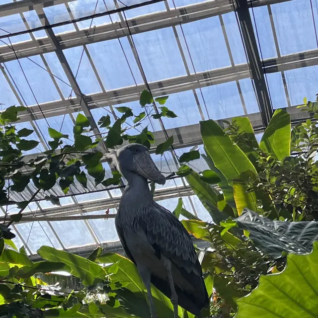 神戶動物王國，近距離感受動物❤️