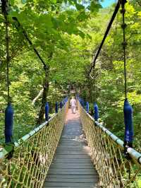 양평 아름다운 숲을 구경할 수 있는 용문사🌳