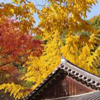 Discover amazing Autumn@ Korean Folk Village