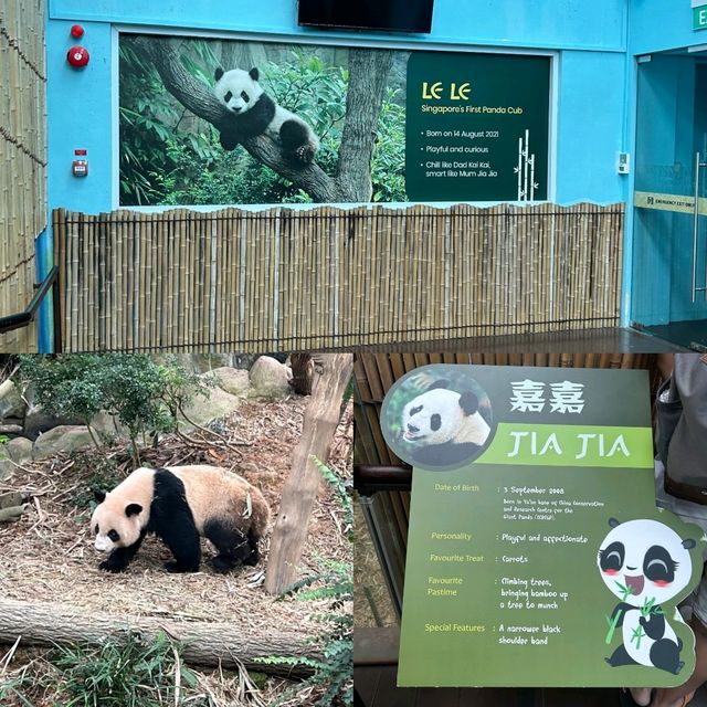 Bon Voyage Cute Panda LeLe