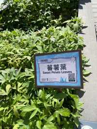 【葵芳新都會廣場的都市農莊❤️🍂🌱】