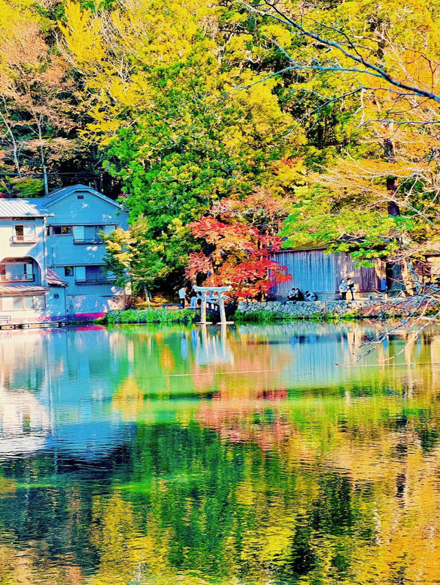 【絶景】湯布院で紅葉見るなら金鱗湖へ🍁