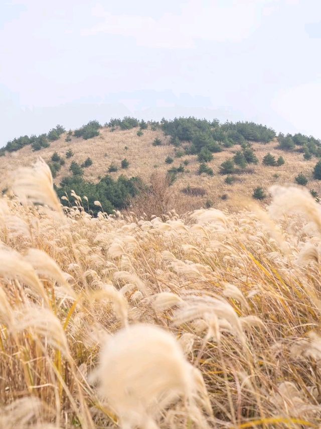 억새 가득한 용눈이오름