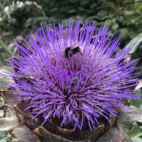 English Walled Gardens