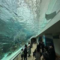 Fun filled time at Nagoya Port Aquarium 