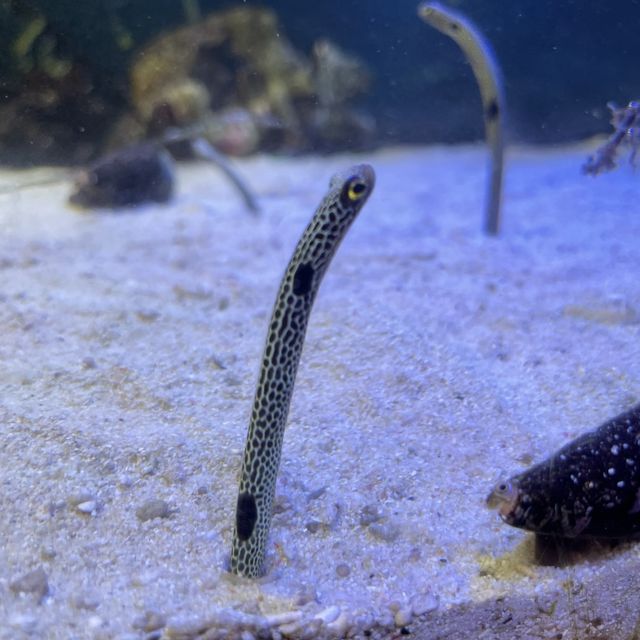 【ロケーション◎】秋田 男鹿 ホッキョクグマに会える！男鹿水族館GAO