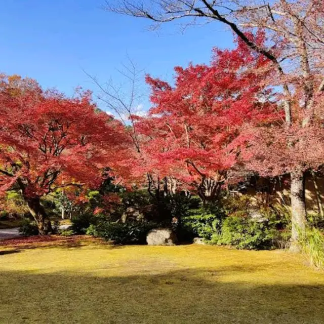 Arashiyama Bamboo Forest