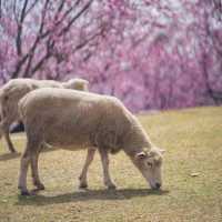 「清境農場粉紅櫻花之旅，浪漫如歐洲」