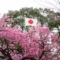 【東京】飛行機✈️×桜🌸を楽しめる「荏原神社」が見ごろになりました！