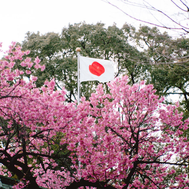 【東京】飛行機✈️×桜🌸を楽しめる「荏原神社」が見ごろになりました！