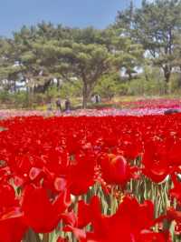 Korea Tulip Park