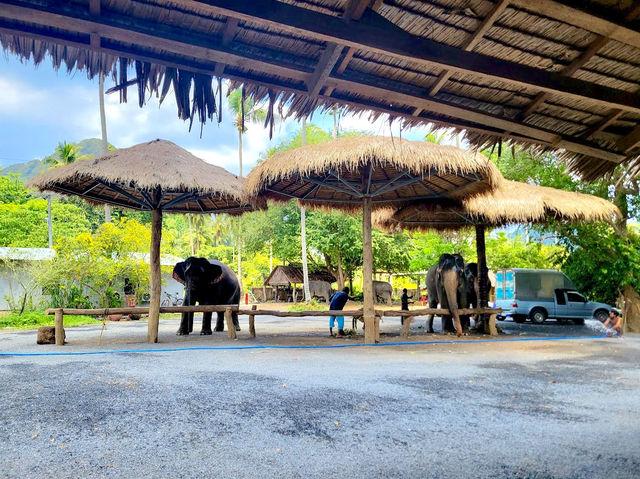 Ao Nang Elephant Sanctuary