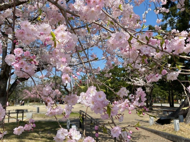 UENO PARK ในวันที่ซากุระบาน🌸