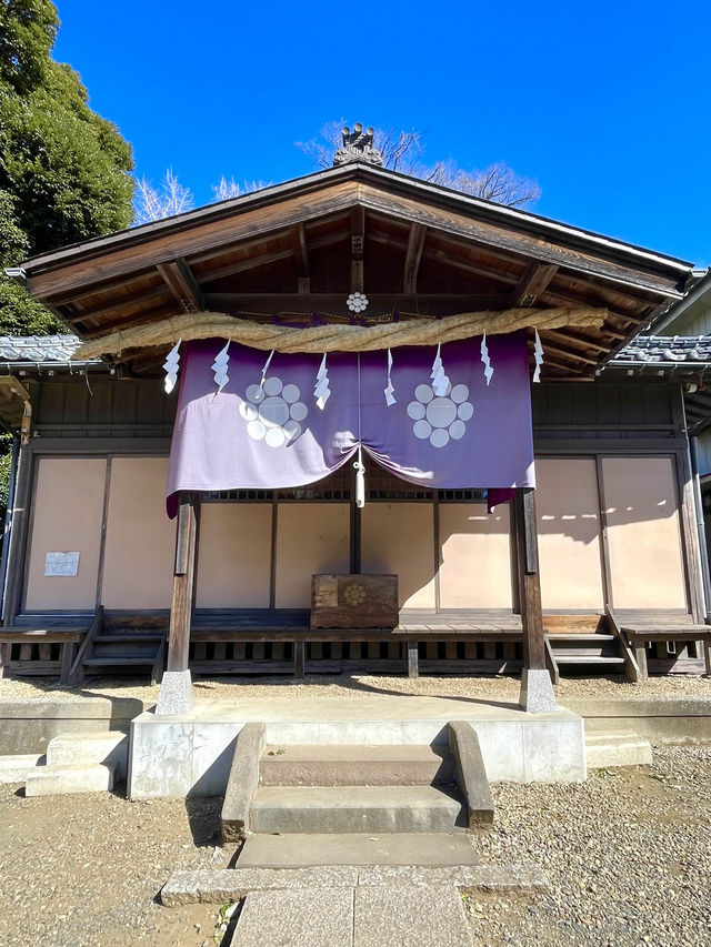 【九重神社/埼玉県】川口市指定の保存樹木「スダジイ」が圧巻！