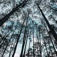 นอนชิว สดชื่น ในป่าสนธรรมชาติสวนป่าดอยบ่อหลวง