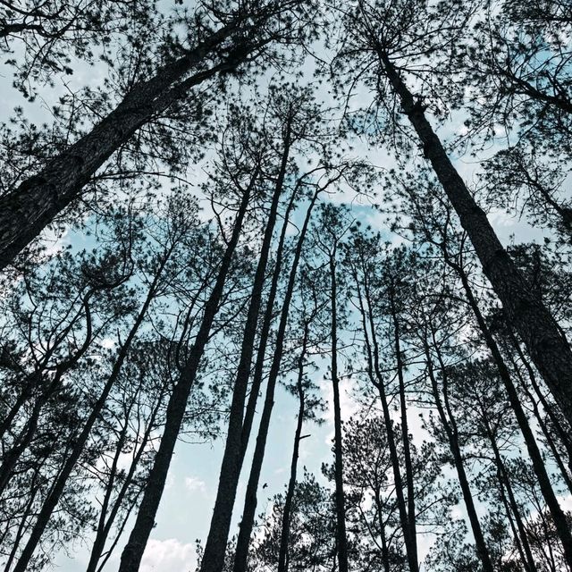 นอนชิว สดชื่น ในป่าสนธรรมชาติสวนป่าดอยบ่อหลวง