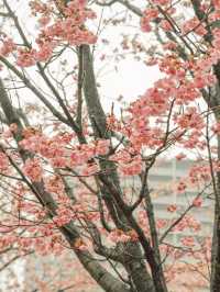 東京｜東京賞櫻花好去處：汐入公園🌸