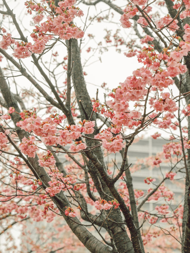 東京｜東京賞櫻花好去處：汐入公園🌸