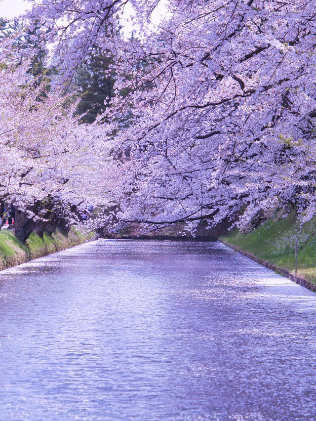 【青森・桜】その美しさ悶絶級🤩「やっば！えぐ！」しか出てこなくなる絶景🌸※アクセス攻略付き