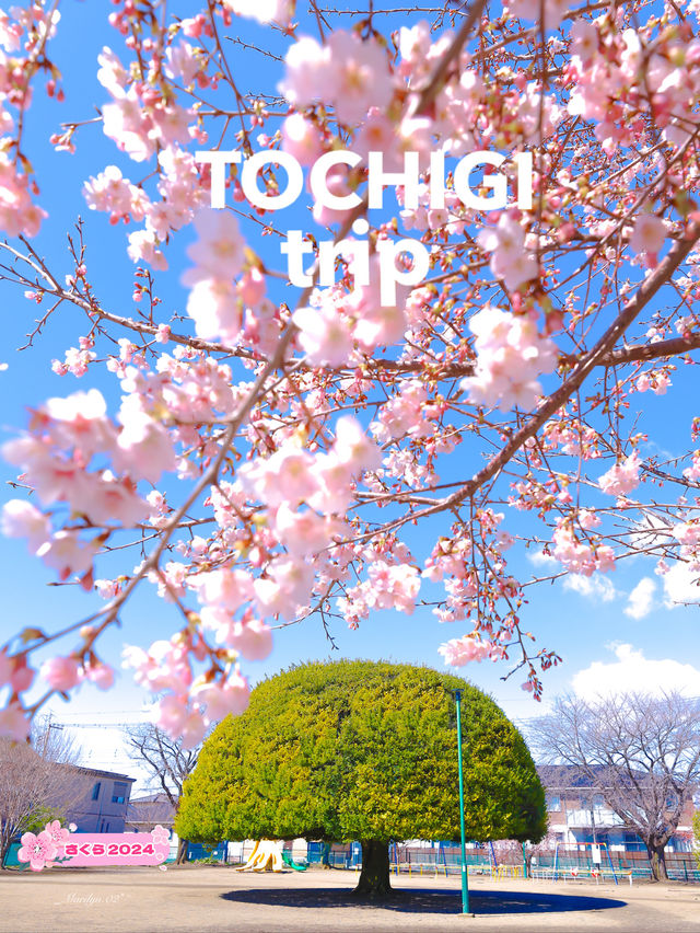 【栃木】この木何の木気になる木~♩満開の桜