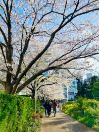 【東京ミッドタウン/東京都】200mの桜並木を昼も夜も堪能