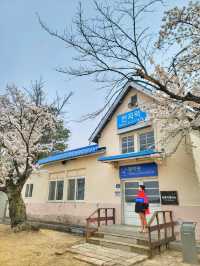 원주 벚꽃명소 반곡역🌸