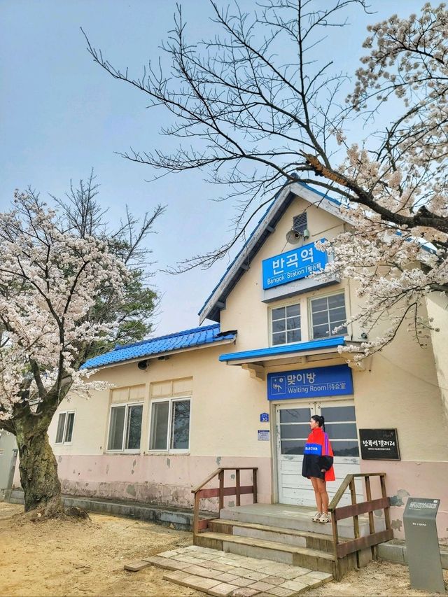 원주 벚꽃명소 반곡역🌸