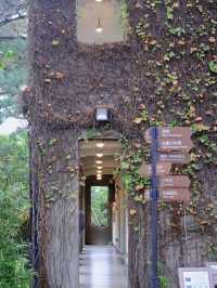 花蓮丨百年的松樹哪裡有丨松園別館