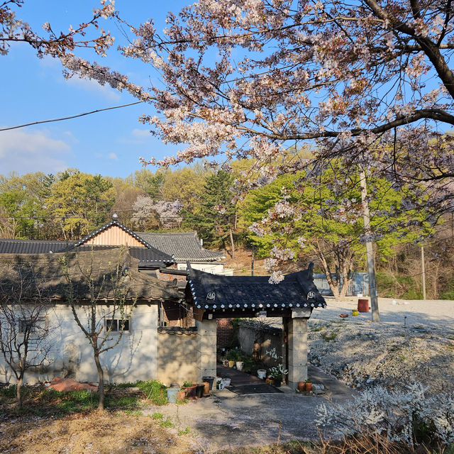 인생샷이 나올수밖에 없는 경주 벚꽃핫플 🌸