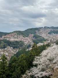 【奈良・吉野】一目で千本の桜をながめる