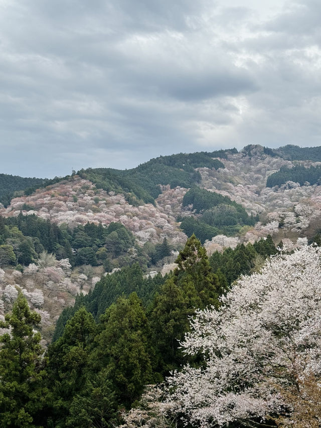 【奈良・吉野】一目で千本の桜をながめる