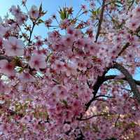 「品川神社:日式櫻花禪境,感受日本傳統文化」
