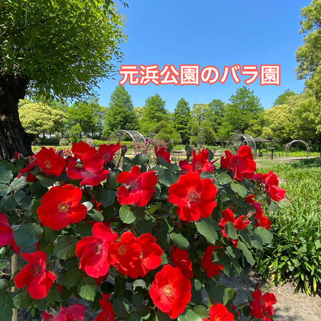 愛知県東海市　元浜公園のバラ園