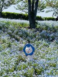 【大阪府】大阪まいしまシーサイドパークのネモフィラ祭り